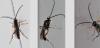 Campopleginae inconnu